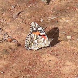 Vanessa kershawi at Yarralumla, ACT - 16 Jan 2022 08:28 AM