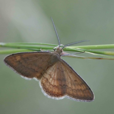 Scopula rubraria (Reddish Wave, Plantain Moth) at Yarralumla, ACT - 15 Jan 2022 by ConBoekel