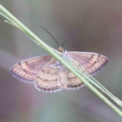 Scopula rubraria at Yarralumla, ACT - 16 Jan 2022 08:32 AM