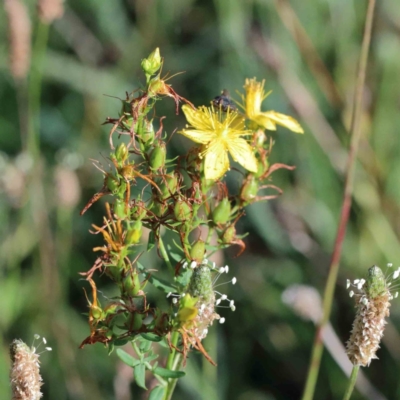 Hypericum perforatum (St John's Wort) at Yarralumla, ACT - 16 Jan 2022 by ConBoekel
