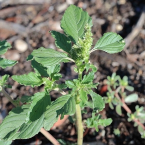 Amaranthus sp. at Yarralumla, ACT - 16 Jan 2022