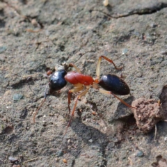 Camponotus nigriceps (Black-headed sugar ant) at Yarralumla, ACT - 16 Jan 2022 by ConBoekel