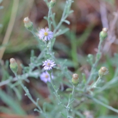 Vittadinia sp. (Fuzzweed) at Yarralumla, ACT - 16 Jan 2022 by ConBoekel