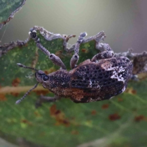 Oxyops fasciatus at Yarralumla, ACT - 16 Jan 2022