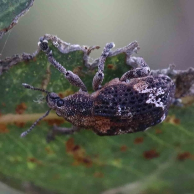 Oxyops fasciatus (A weevil) at Yarralumla, ACT - 15 Jan 2022 by ConBoekel