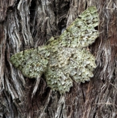 Hypodoxa muscosaria (Textured Emerald) at ANBG - 6 Jan 2022 by JudithRoach