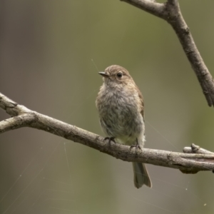 Petroica phoenicea at Monga, NSW - 16 Jan 2022