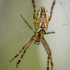 Plebs bradleyi (Enamelled spider) at Mongarlowe River - 15 Jan 2022 by trevsci