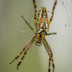 Plebs bradleyi (Enamelled spider) at Monga, NSW - 15 Jan 2022 by trevsci