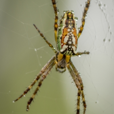 Plebs bradleyi (Enamelled spider) at Mongarlowe River - 15 Jan 2022 by trevsci