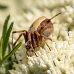 Araneinae (subfamily) at Rendezvous Creek, ACT - 4 Jan 2022 11:14 AM