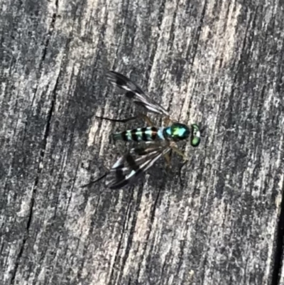 Austrosciapus sp. (genus) (Long-legged fly) at Belconnen, ACT - 18 Jan 2022 by Dora