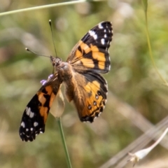 Vanessa kershawi (Australian Painted Lady) at Rendezvous Creek, ACT - 4 Jan 2022 by SWishart