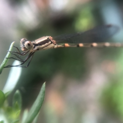 Austrolestes leda (Wandering Ringtail) at Belconnen, ACT - 17 Jan 2022 by Dora