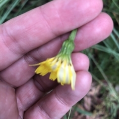 Unidentified Daisy at Belconnen, ACT - 18 Jan 2022 by Dora