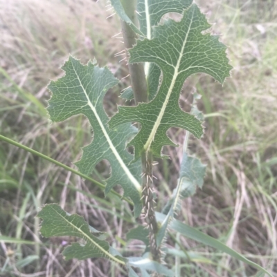 Lactuca serriola f. serriola (Prickly Lettuce) at Griffith, ACT - 18 Jan 2022 by ianandlibby1