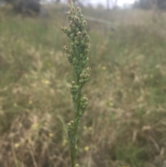 Lactuca serriola f. serriola at Griffith, ACT - 18 Jan 2022