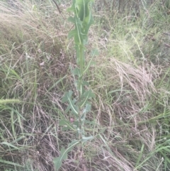 Lactuca serriola f. serriola at Griffith, ACT - 18 Jan 2022