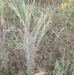 Epilobium billardiereanum (Willowherb) at Griffith, ACT - 18 Jan 2022 by ianandlibby1