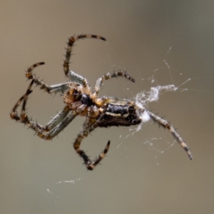 Araneinae (subfamily) at Rendezvous Creek, ACT - 4 Jan 2022 12:07 PM