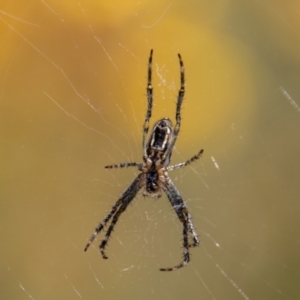 Araneinae (subfamily) at Rendezvous Creek, ACT - 4 Jan 2022 12:07 PM