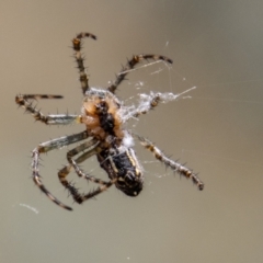 Araneinae (subfamily) at Rendezvous Creek, ACT - 4 Jan 2022