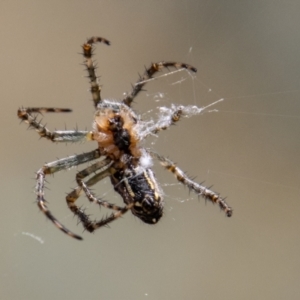 Araneinae (subfamily) at Rendezvous Creek, ACT - 4 Jan 2022 12:07 PM