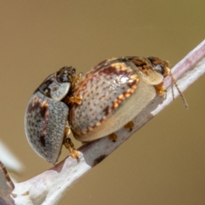 Paropsisterna m-fuscum at Rendezvous Creek, ACT - 4 Jan 2022