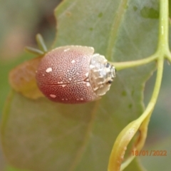 Paropsis aegrota (Eucalyptus Tortoise Beetle) at Molonglo Gorge - 18 Jan 2022 by FeralGhostbat