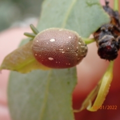 Paropsis aegrota at Kowen, ACT - 18 Jan 2022