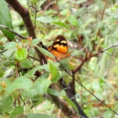 Heteronympha merope at Kowen, ACT - 18 Jan 2022 03:05 PM