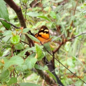 Heteronympha merope at Kowen, ACT - 18 Jan 2022 03:05 PM