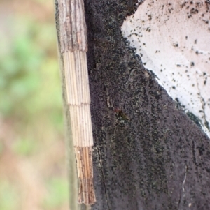 Lepidoscia arctiella at Kowen, ACT - 18 Jan 2022