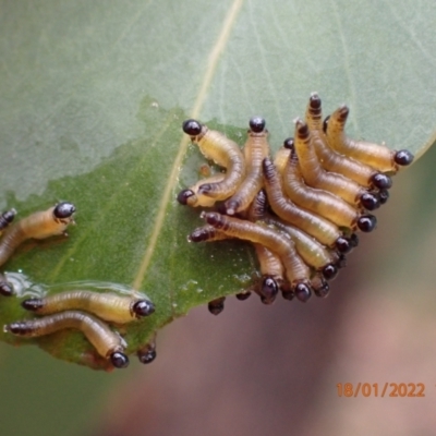 Pseudoperga sp. (genus) (Sawfly, Spitfire) at Kowen, ACT - 18 Jan 2022 by FeralGhostbat