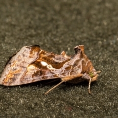 Chrysodeixis eriosoma (Green Looper) at Macgregor, ACT - 18 Jan 2022 by Roger