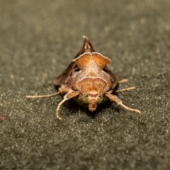 Chrysodeixis eriosoma at Macgregor, ACT - 18 Jan 2022