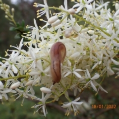 Ambigolimax nyctelia (Striped Field Slug) at Kowen, ACT - 18 Jan 2022 by Ozflyfisher