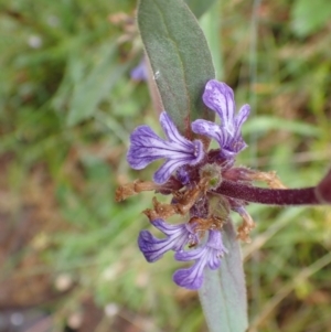 Ajuga australis at Kowen, ACT - 18 Jan 2022