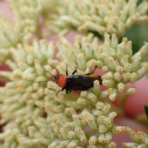 Chauliognathus tricolor at Kowen, ACT - 18 Jan 2022