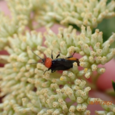 Chauliognathus tricolor (Tricolor soldier beetle) at Kowen, ACT - 18 Jan 2022 by FeralGhostbat