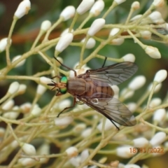 Ectenopsis sp. (March fly) at Kowen, ACT - 18 Jan 2022 by FeralGhostbat