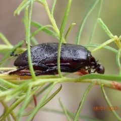 Alleculinae sp. (Subfamily) (Unidentified Comb-clawed beetle) at Kowen, ACT - 18 Jan 2022 by Ozflyfisher