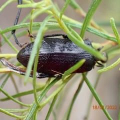 Alleculinae sp. (Subfamily) at Kowen, ACT - 18 Jan 2022