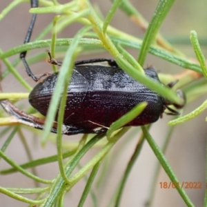 Alleculinae sp. (Subfamily) at Kowen, ACT - 18 Jan 2022