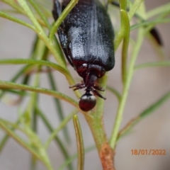 Alleculinae sp. (Subfamily) at Kowen, ACT - 18 Jan 2022