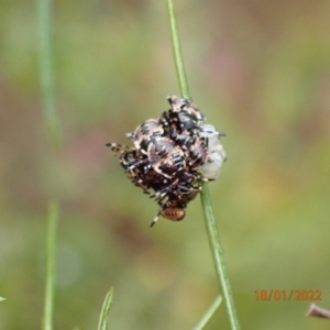 Pentatomidae (family) at Kowen, ACT - 18 Jan 2022