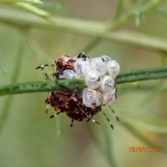 Pentatomidae (family) at Kowen, ACT - 18 Jan 2022