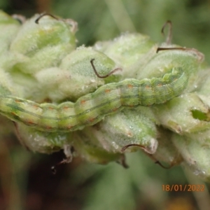 Helicoverpa punctigera at Carwoola, NSW - 18 Jan 2022