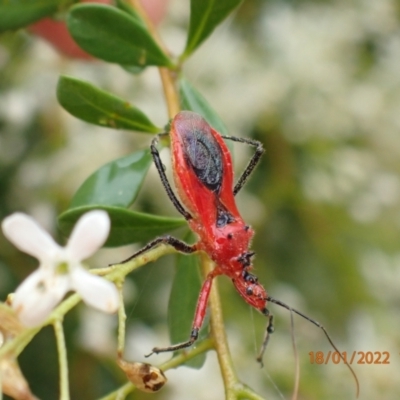 Gminatus australis (Orange assassin bug) at Carwoola, NSW - 18 Jan 2022 by Ozflyfisher