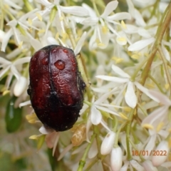 Bisallardiana gymnopleura (Brown flower chafer) at Kowen, ACT - 18 Jan 2022 by Ozflyfisher